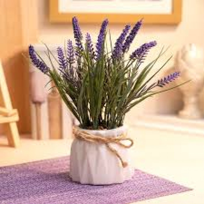 Лаванда в Хромтау