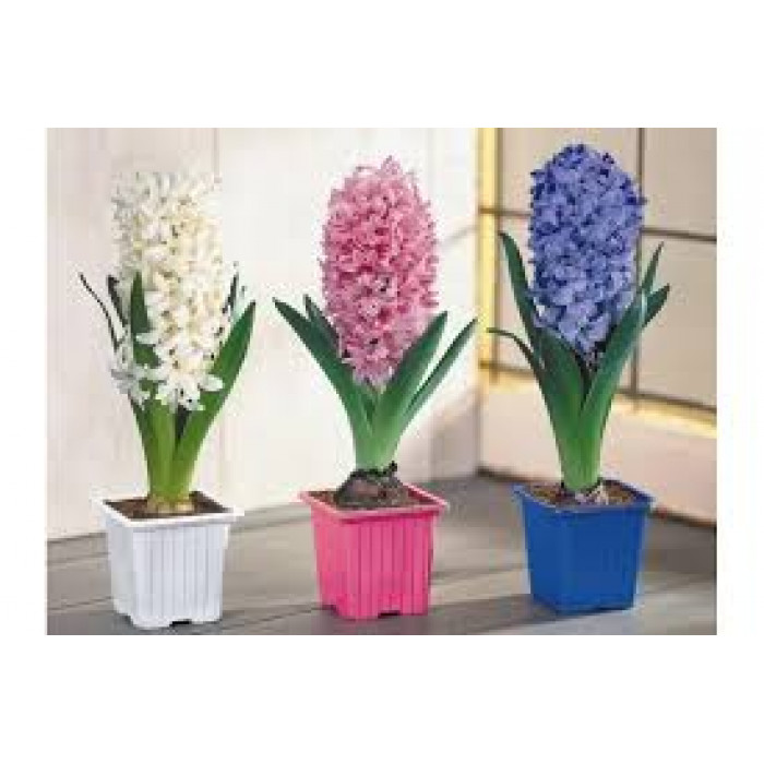 Гиацинты в Хромтау