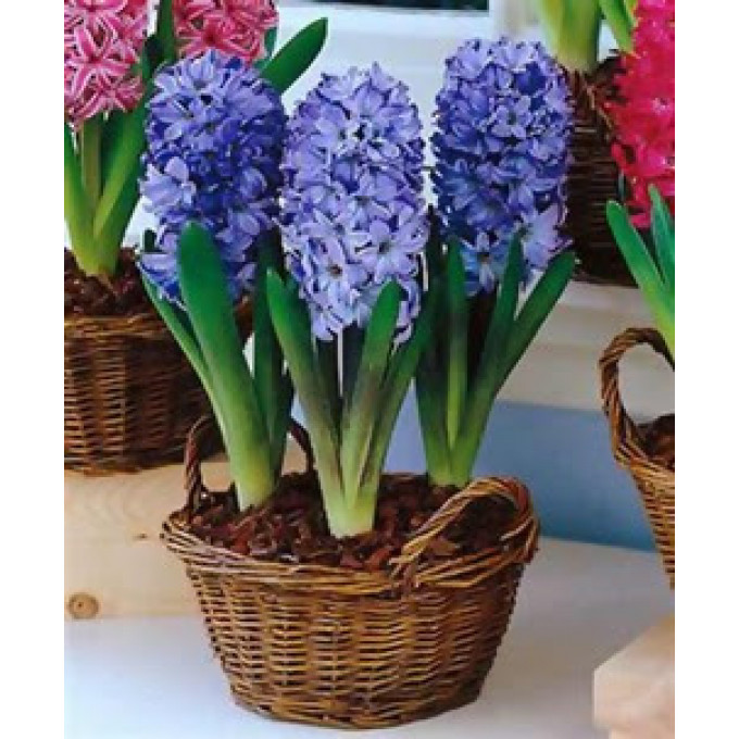 Синие гиацинты Синие гиацинты