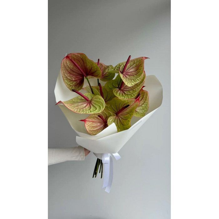 Антуриумы в Хромтау