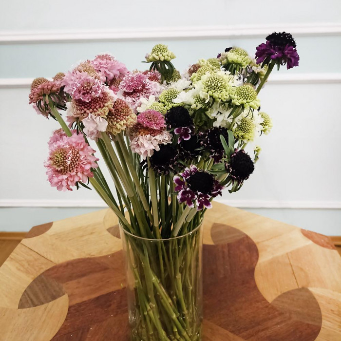 Скобиоза в Хромтау