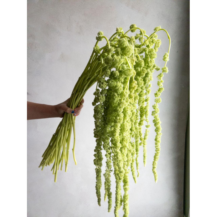 Амарантус в Хромтау