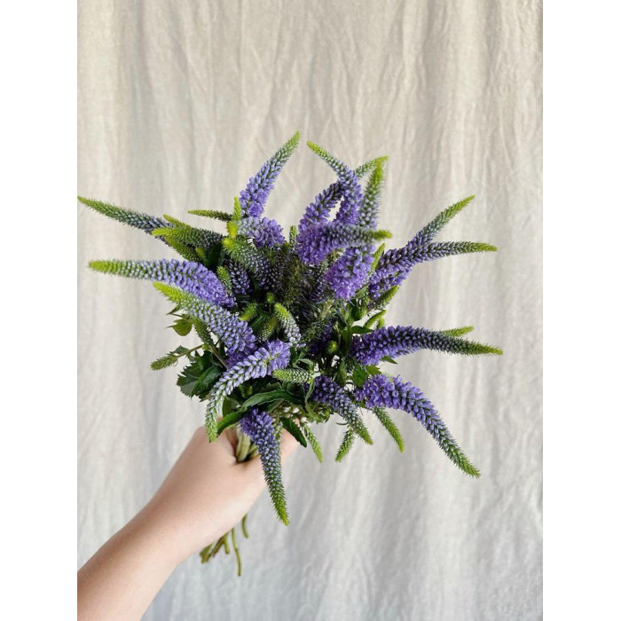 Вероника в Хромтау