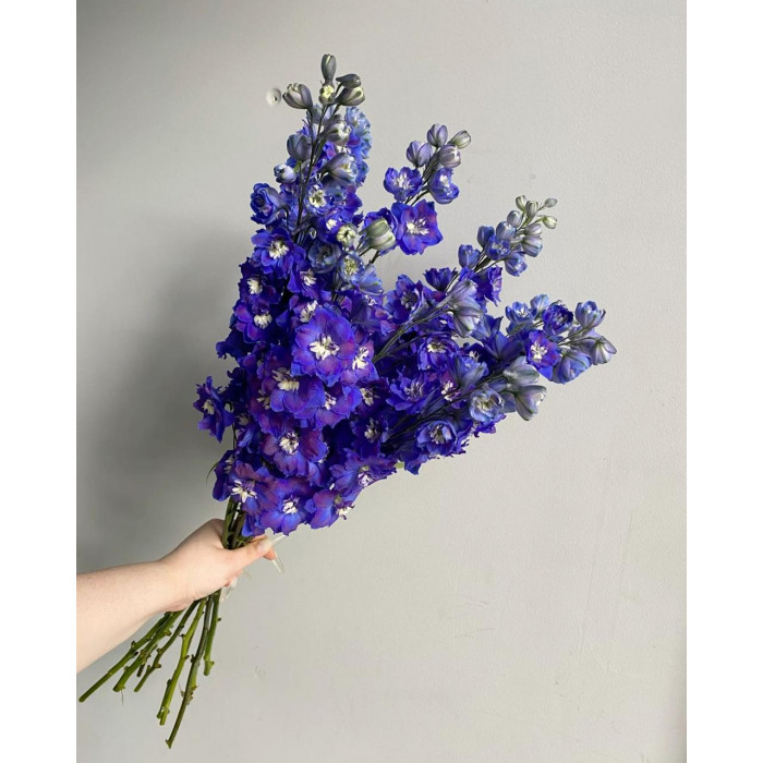 Делфиниум в Хромтау