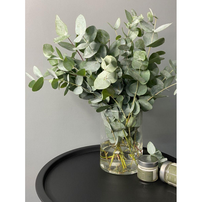 Эвкалипт в Хромтау