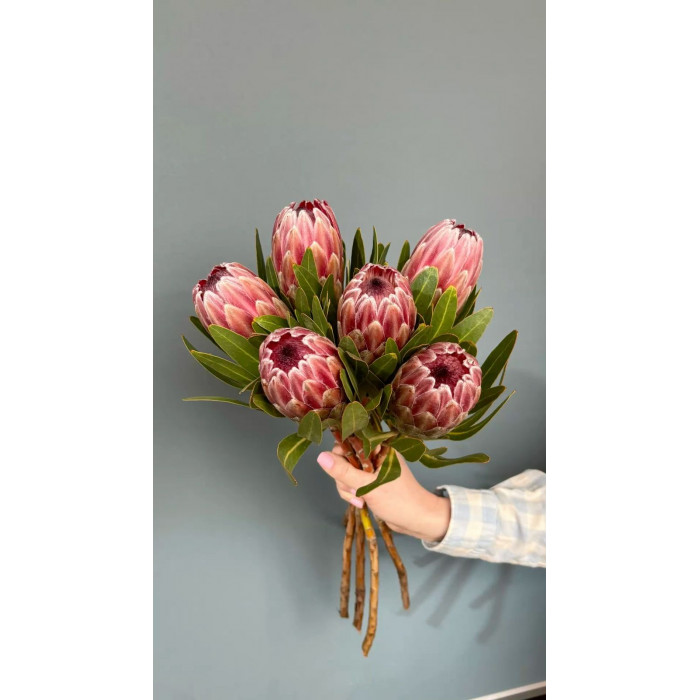 Протея в Хромтау