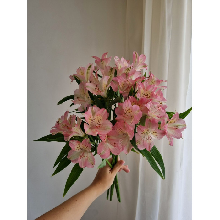 Альпиния в Хромтау