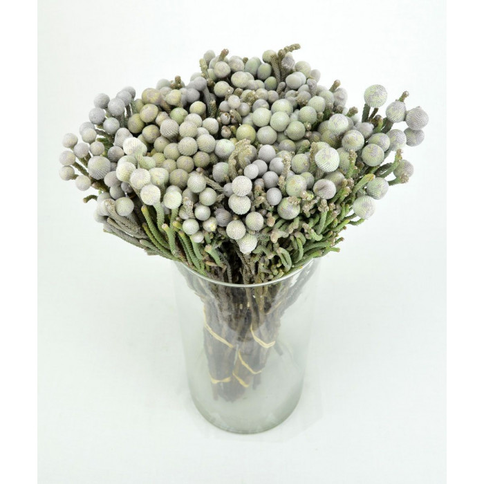 Бруния в Хромтау