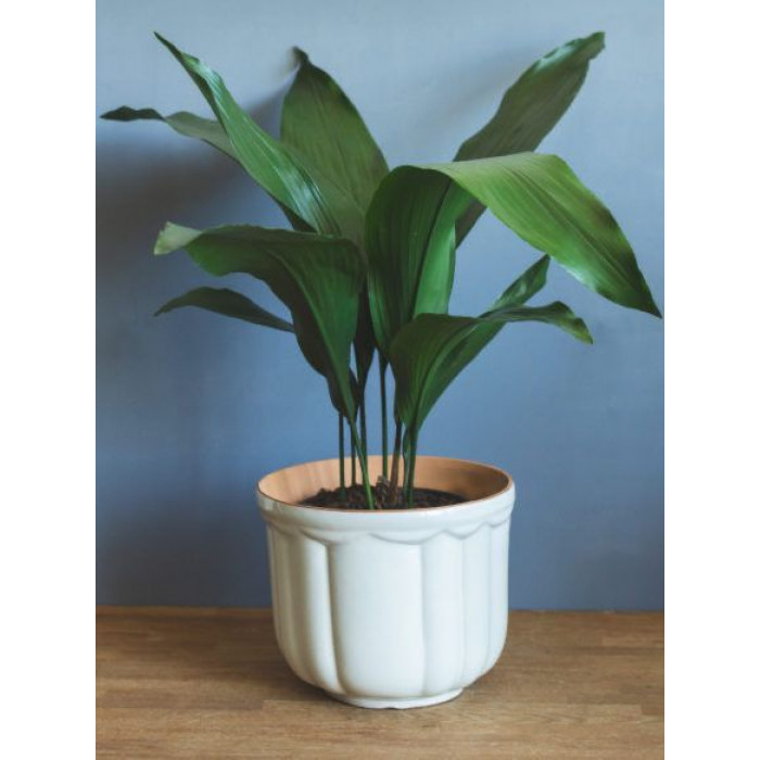 Аспидистра в Хромтау