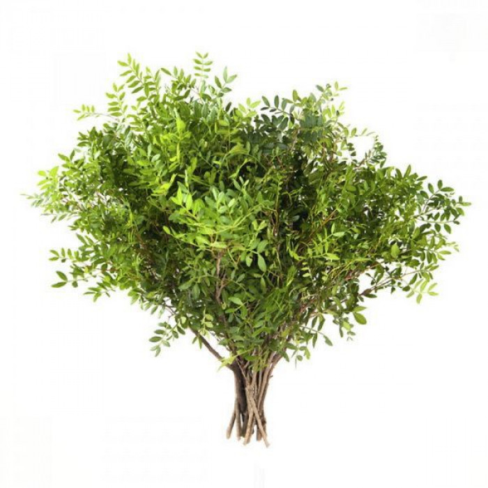 Писташ в Хромтау