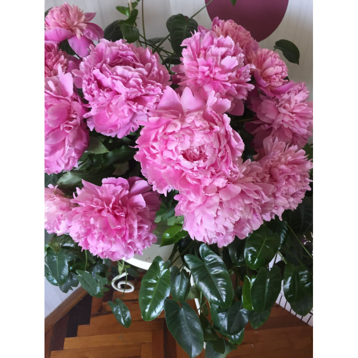 Пион древовидный в Хромтау