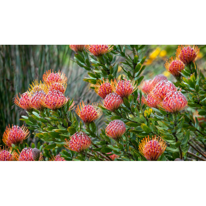 Леукоспермум в Хромтау