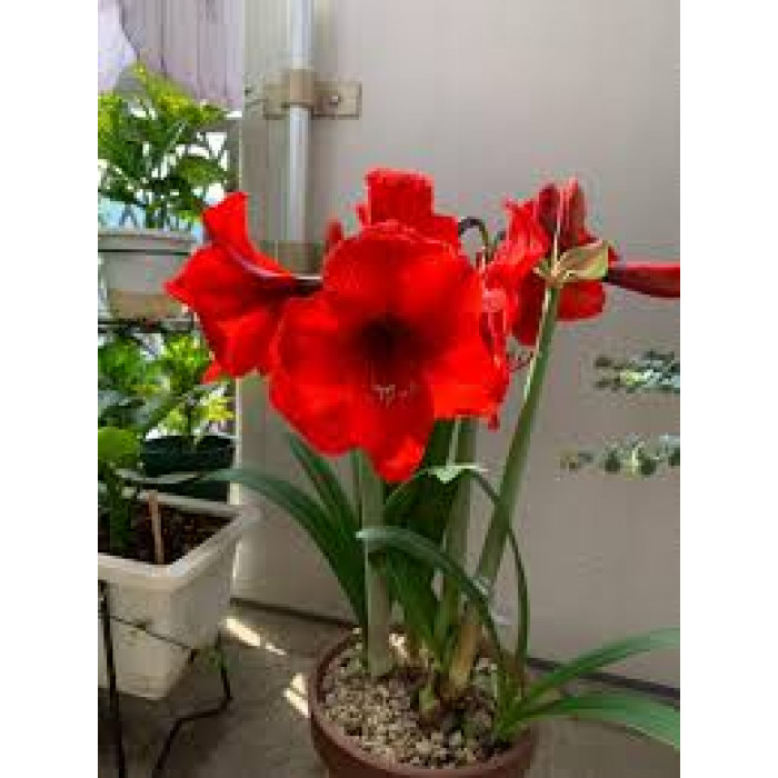 Амариллис в Хромтау