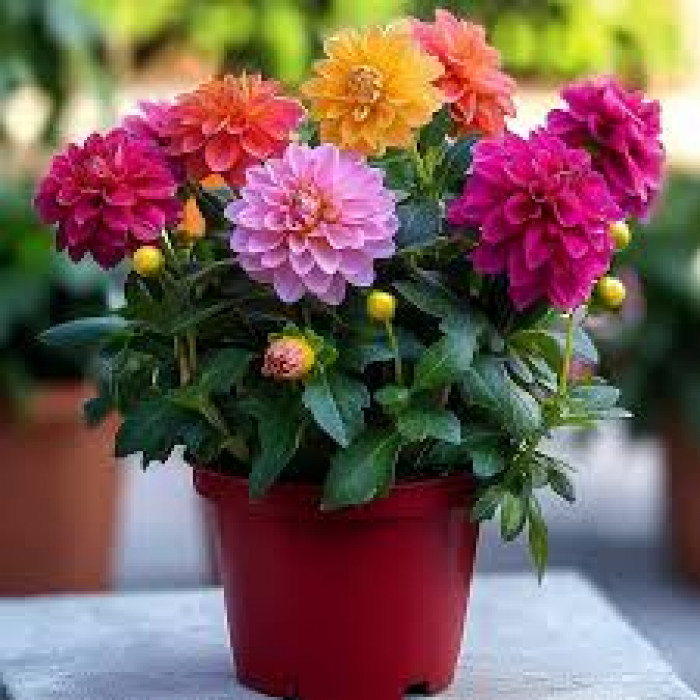 Георгины в Хромтау