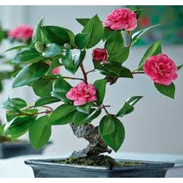 Камелия в Хромтау