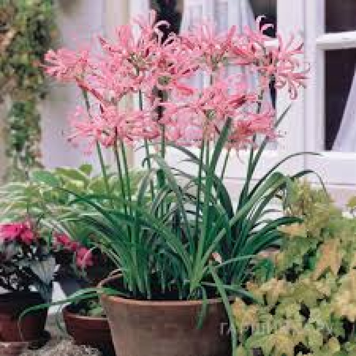 Нерине в Хромтау