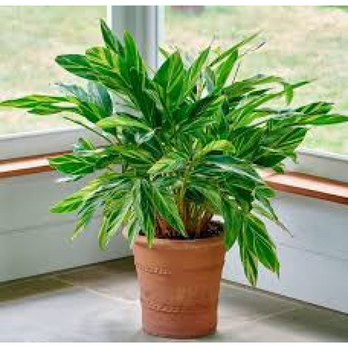 Альпиния в Хромтау