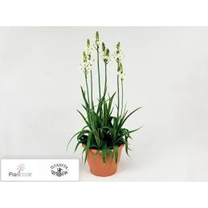 Орнитогалум в Хромтау