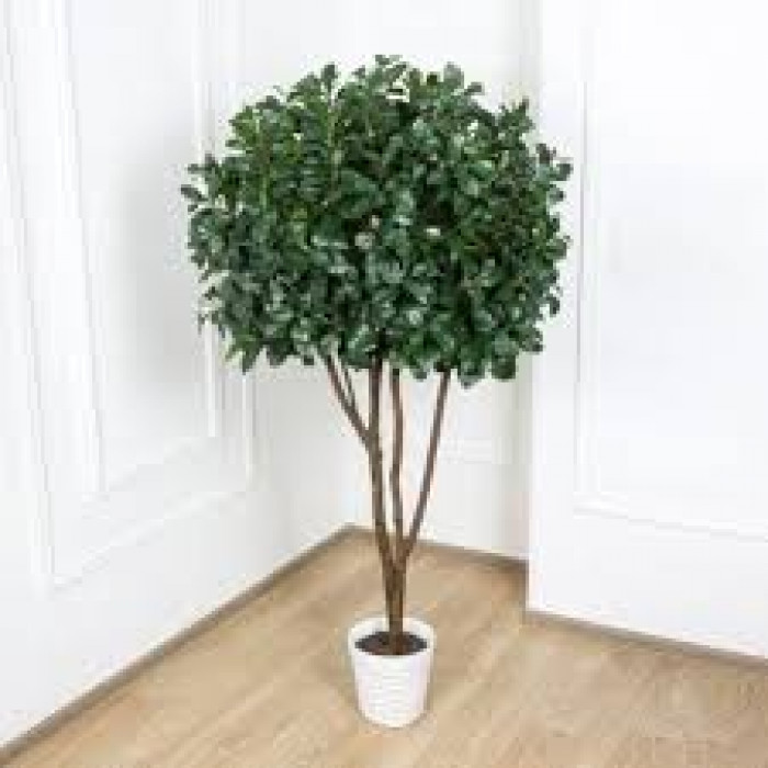 Рускус в Хромтау